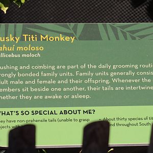 Coppery Titi Signage