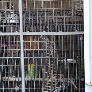 Yellow-Headed Amazon Enclosure