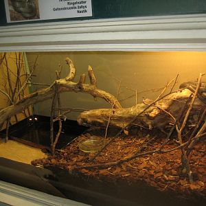 Riga Zoo - House for Latvian herps - Grass snake exhibit