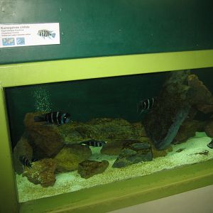 Riga Zoo - Aquarium - Cichlid tank