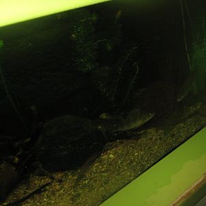 Riga Zoo - Aquarium - Native species tank #1
