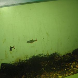 Riga Zoo - Aquarium - Native species tank #2