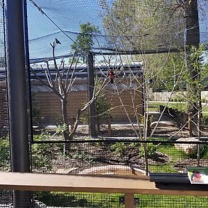African Aviary, May 2018