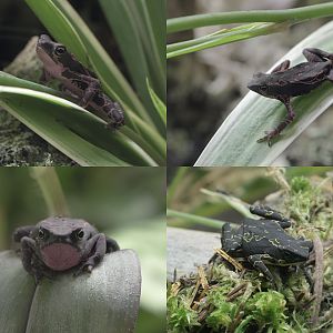 Pebas stubfoot toad individuals