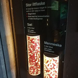 Interpretation - Seal Blood