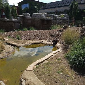Tasmanian Devil Enclosure