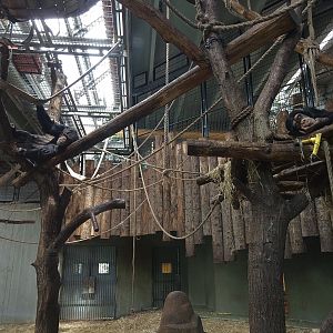 Chimpanzee Indoors