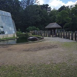 Common Hippo Outdoors