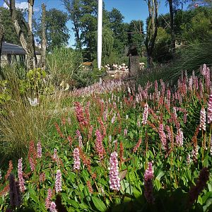 Flamingo Walkthough Aviary