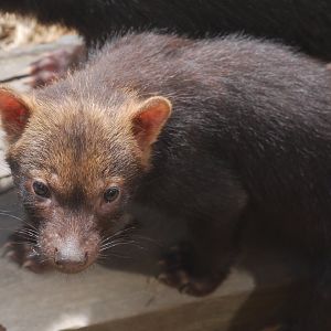 Bush dog pup