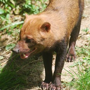 Bush dog
