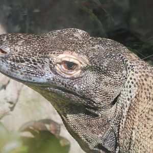 Komodo dragon