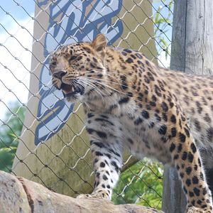 Amur leopard 'Esra'