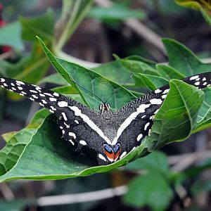 CITRUS SWALLOWTAIL