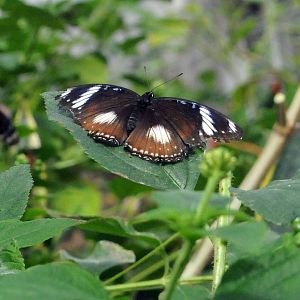 Eggfly Butterfly