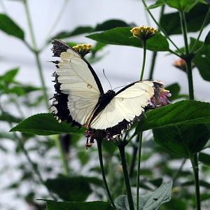 Papilio dardanus polytrophus