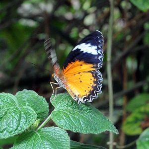Leopard lacewing (Cethosia cyane)