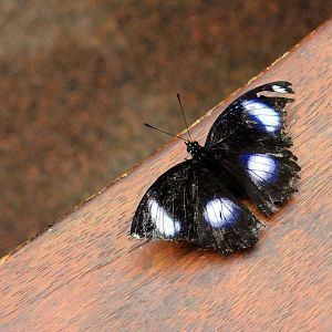 GREAT EGGFLY