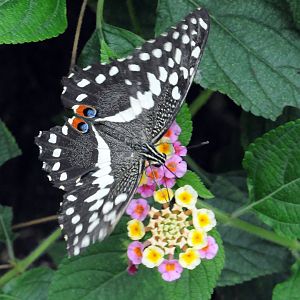 CITRUS SWALLOWTAIL