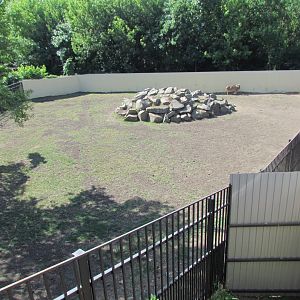 New barbary sheep exhibit