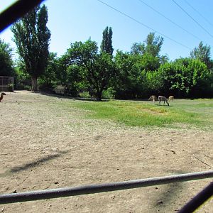 Guanaco exhibit