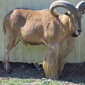 Barbary sheep