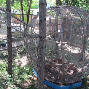 Black capuchin exhibit