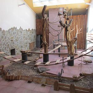 Ring-tailed lemur indoor exhibit