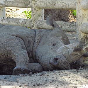 Rhino in mud bath