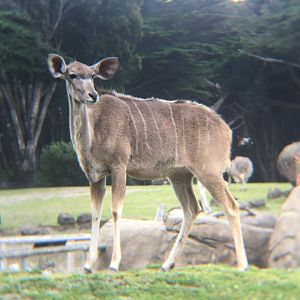 Greater Kudu
