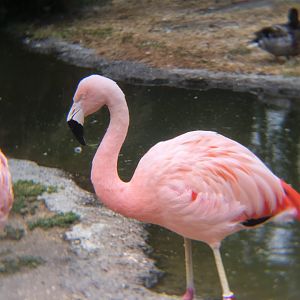 Chilean flamingo