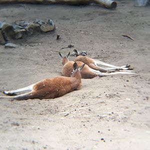 Red kangaroo