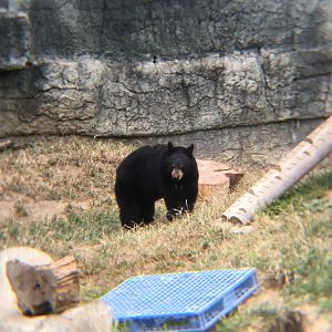 American black bear