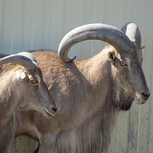 Barbary sheep pair