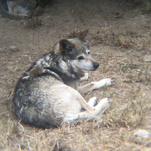 Mexican grey wolf