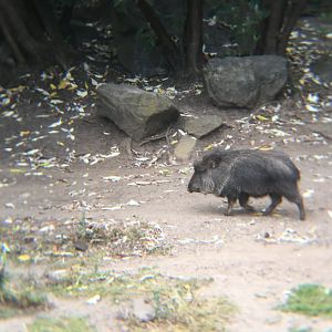 Chacoan Peccary