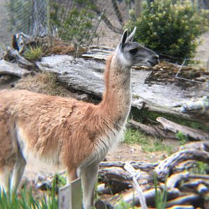 Guanaco