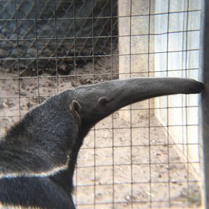 Giant anteater