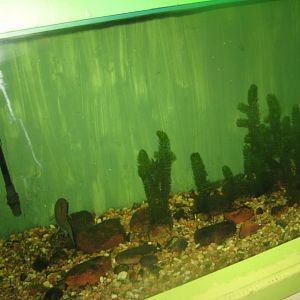 Riga Zoo - Aquarium - Native species tank #3