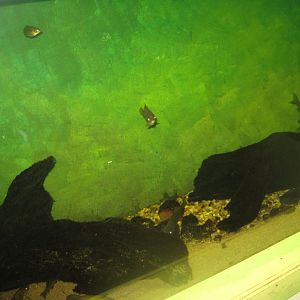 Riga Zoo - Aquarium - Native species tank #4