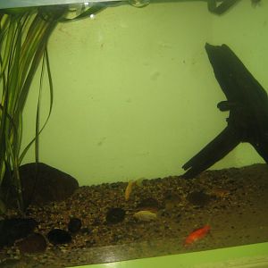 Riga Zoo - Aquarium - Goldfish tank