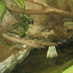 Riga Zoo - Aquarium - Turtle exhibit