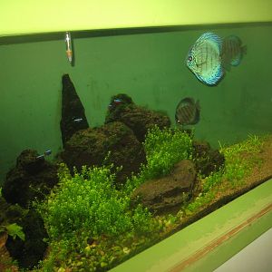 Riga Zoo - Aquarium - South American tank