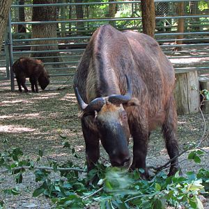 Mishmi takin female & calf
