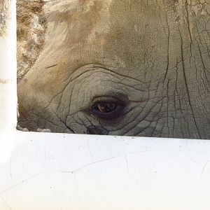 Rhino eye