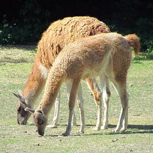 Guanacos