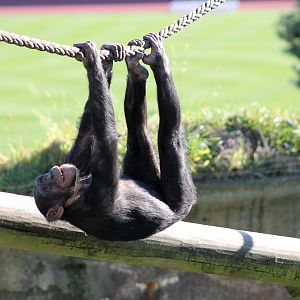 Wellington Zoo's new sloth