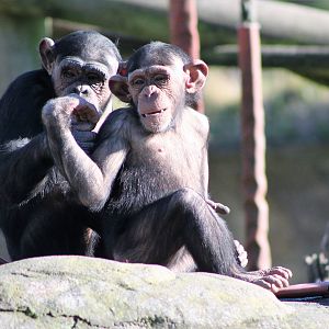 Chimpanzees