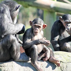 Chimpanzees