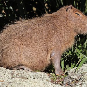 Capybara